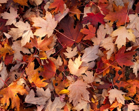 OKTÓBERI BŐRMEGÚJULÁS TITKOS RECEPTJE OKTÓBERI BŐRMEGÚJULÁS TITKOS RECEPTJE
